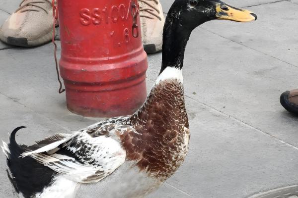 宠物鸭子的寿命，一般能存活6-12年左右