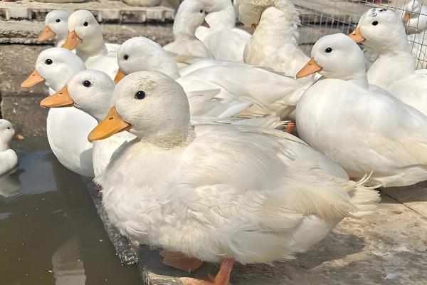 宠物鸭子的寿命，一般能存活6-12年左右