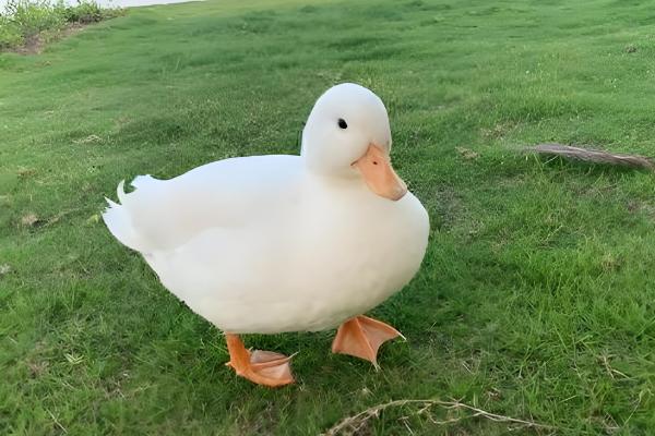 宠物鸭子的寿命，一般能存活6-12年左右