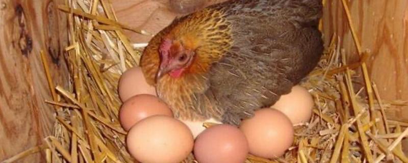 母鸡生软壳蛋如何解决，需要增加饲料中钙和磷元素