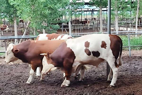 肉牛怎么催肥,按照少许多次的方式喂食