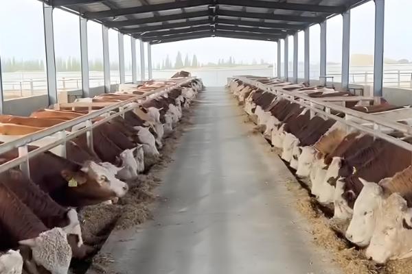 肉牛怎么催肥,按照少许多次的方式喂食