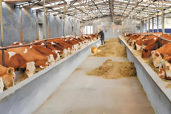 肉牛怎么催肥,按照少许多次的方式喂食
