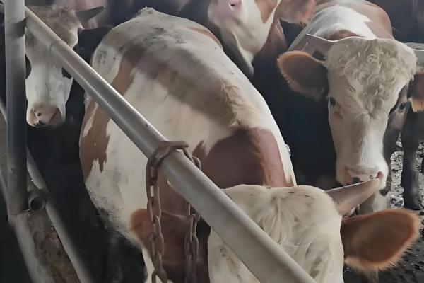 肉牛怎么催肥,按照少许多次的方式喂食