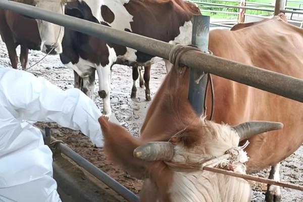 肉牛怎么催肥,按照少许多次的方式喂食