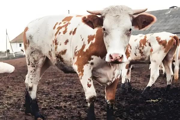 肉牛怎么催肥,按照少许多次的方式喂食