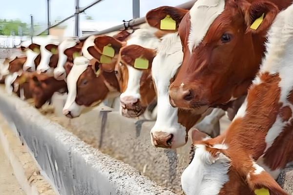 肉牛怎么催肥,按照少许多次的方式喂食