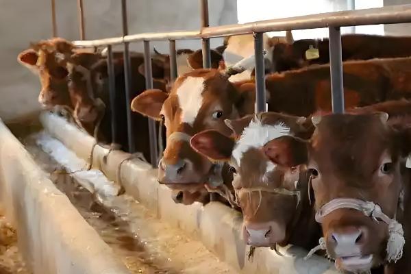 肉牛怎么催肥,按照少许多次的方式喂食