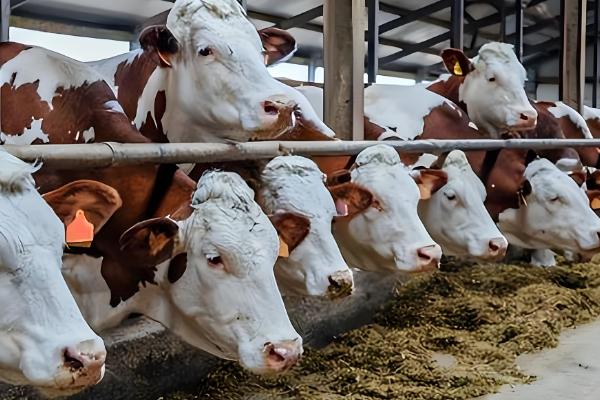 肉牛怎么催肥,按照少许多次的方式喂食