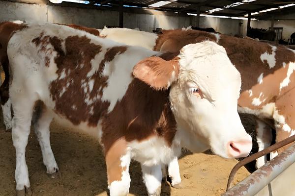 肉牛怎么催肥,按照少许多次的方式喂食