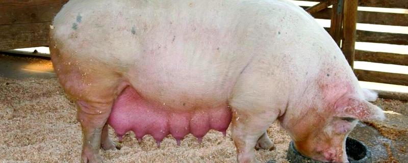 母猪产前10天不进食如何处理，让它适当运动可促进肠胃蠕动和消化