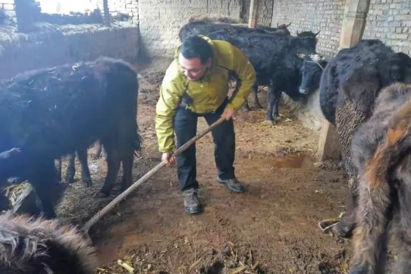 养牛有什么基础知识，定期防疫可降低发病率