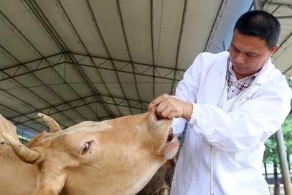 养牛有什么基础知识，定期防疫可降低发病率