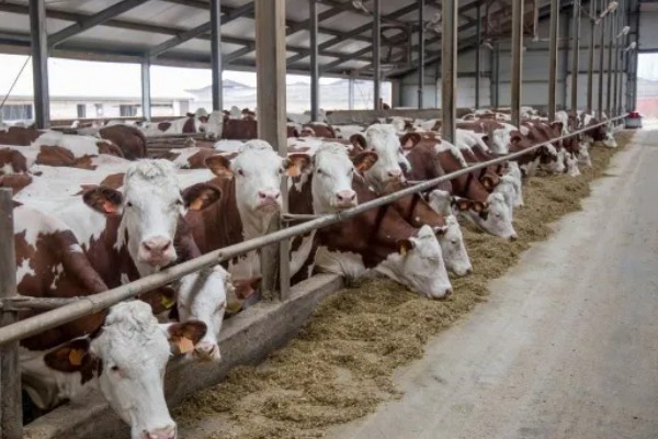 养牛有什么基础知识，定期防疫可降低发病率