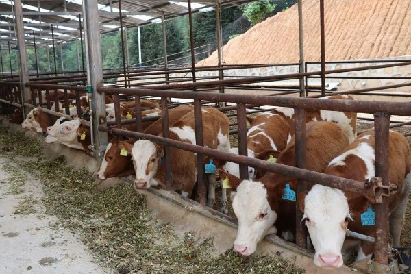 养牛有什么基础知识，定期防疫可降低发病率