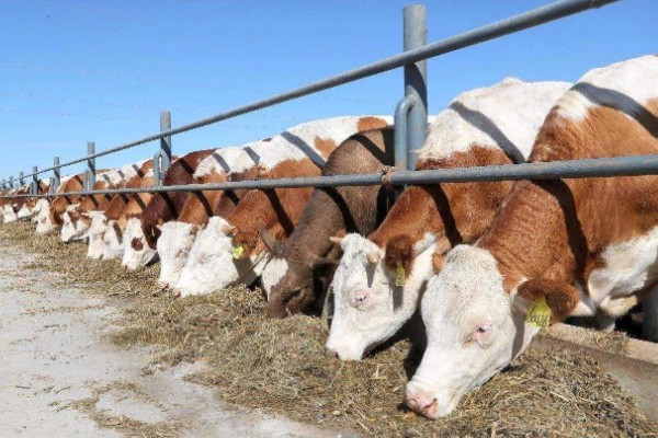 养牛有什么基础知识，定期防疫可降低发病率