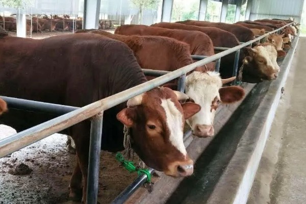 养牛有什么基础知识，定期防疫可降低发病率