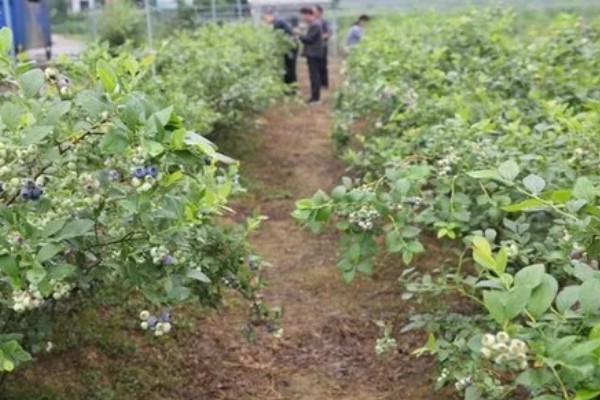 蓝莓的生长地，世界各地均有蓝莓分布