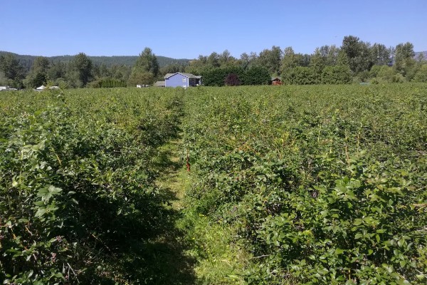 蓝莓的生长地，世界各地均有蓝莓分布