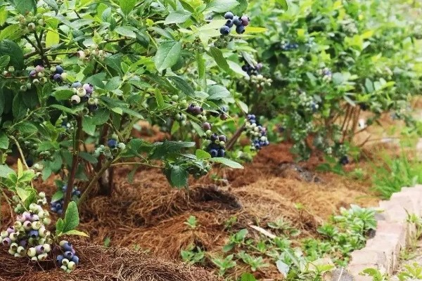 蓝莓的生长地，世界各地均有蓝莓分布