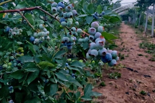 蓝莓的生长地，世界各地均有蓝莓分布