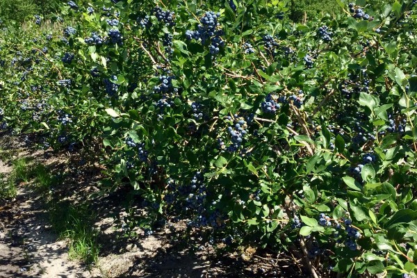 蓝莓的生长地，世界各地均有蓝莓分布