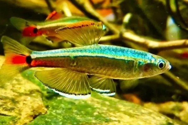 七彩白云金丝鱼好不好养，是比较容易饲养的