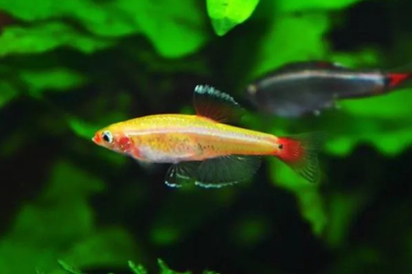 七彩白云金丝鱼好不好养，是比较容易饲养的