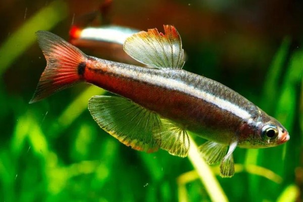 七彩白云金丝鱼好不好养，是比较容易饲养的