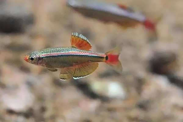 七彩白云金丝鱼好不好养，是比较容易饲养的