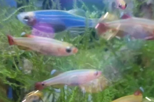 七彩白云金丝鱼好不好养，是比较容易饲养的