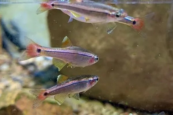 七彩白云金丝鱼好不好养，是比较容易饲养的