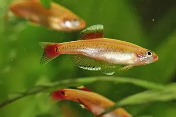 七彩白云金丝鱼好不好养，是比较容易饲养的