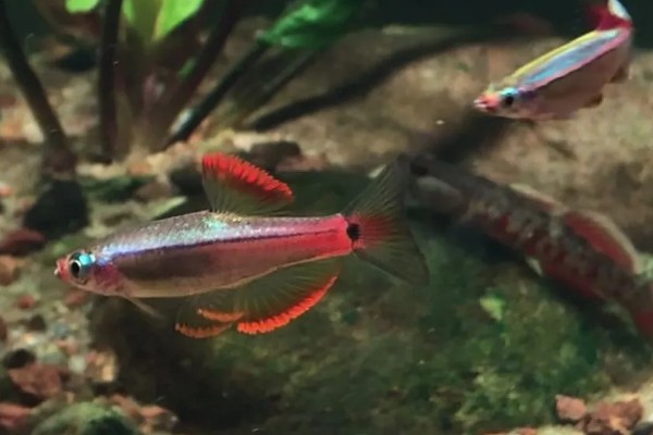 七彩白云金丝鱼好不好养，是比较容易饲养的