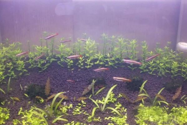 七彩白云金丝鱼好不好养，是比较容易饲养的