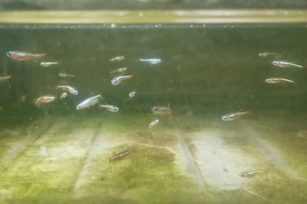 七彩白云金丝鱼好不好养，是比较容易饲养的