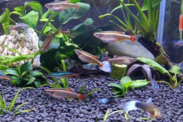 七彩白云金丝鱼好不好养，是比较容易饲养的