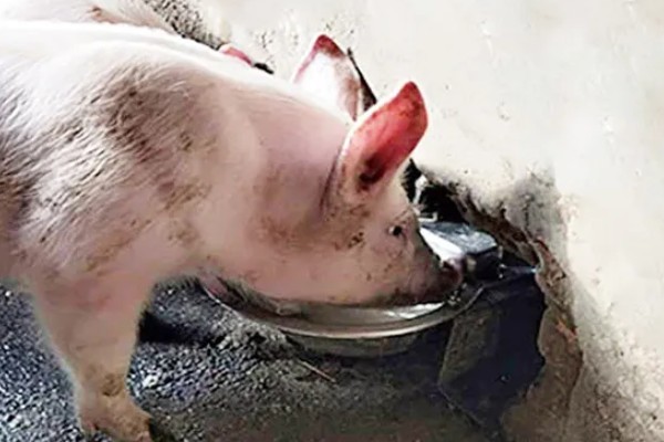 猪瘟的防治方法，温和型猪瘟可注射重症太保针