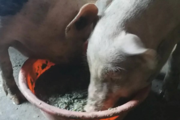 猪瘟的防治方法，温和型猪瘟可注射重症太保针