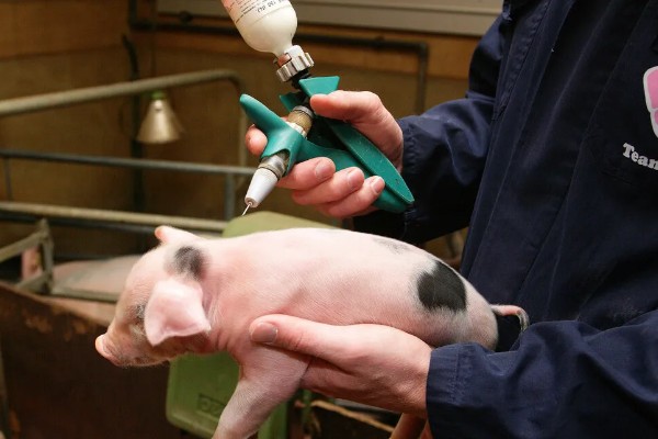 猪瘟的防治方法，温和型猪瘟可注射重症太保针