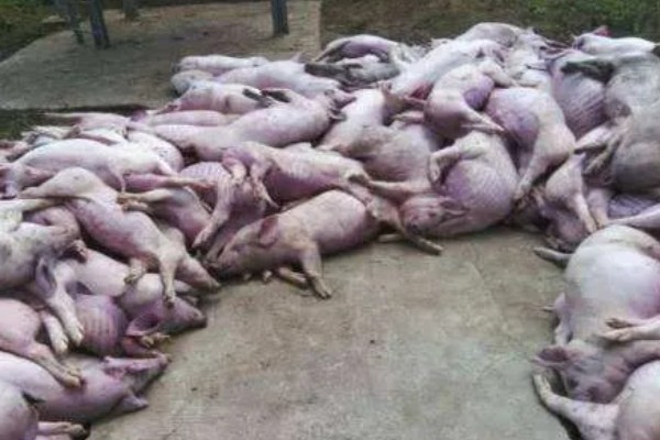 猪瘟的防治方法，温和型猪瘟可注射重症太保针