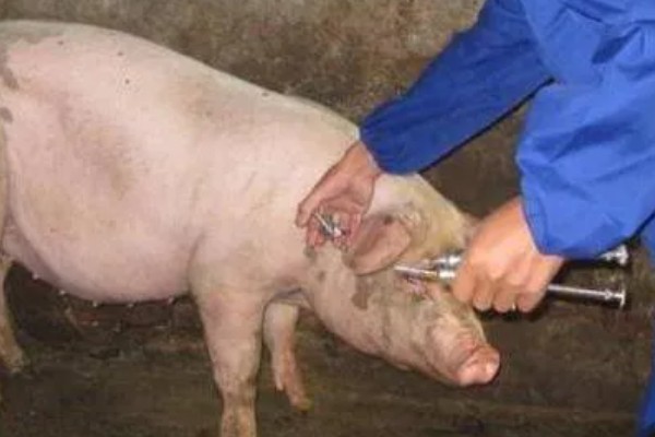 猪瘟的防治方法，温和型猪瘟可注射重症太保针