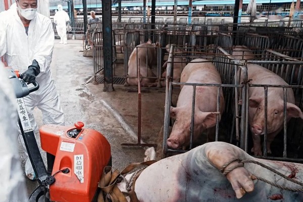 猪瘟的防治方法，温和型猪瘟可注射重症太保针