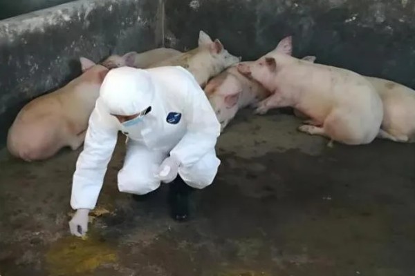 猪瘟的防治方法，温和型猪瘟可注射重症太保针