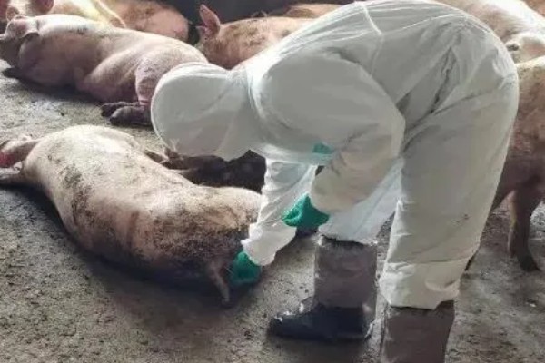 猪瘟的防治方法，温和型猪瘟可注射重症太保针