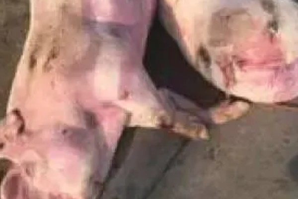 猪瘟的防治方法，温和型猪瘟可注射重症太保针