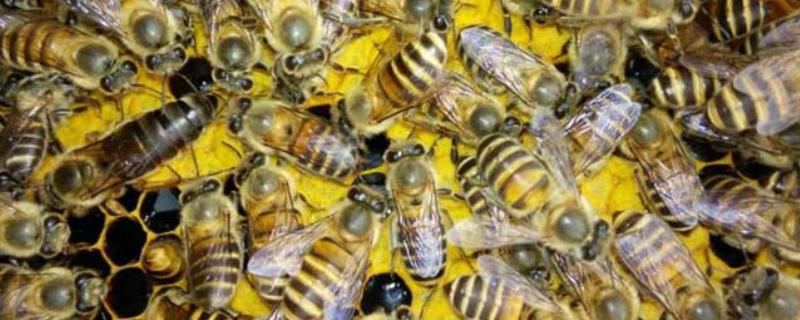 自然王台封盖几天出台，封盖8天左右之后就会出台