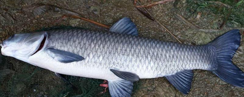 冬天什么时候钓青鱼，中午12点至下午2-3点左右较合适