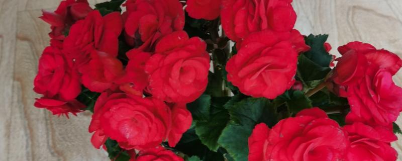 玫瑰海棠的开放次数，室内养护一年可以开放两次