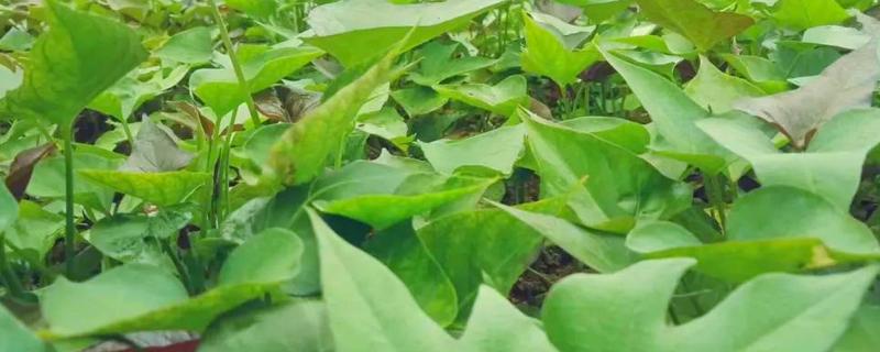 红苕尖怎样种植,生长过程中一定要追施肥料